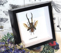 Cyclommatus metallifer open
