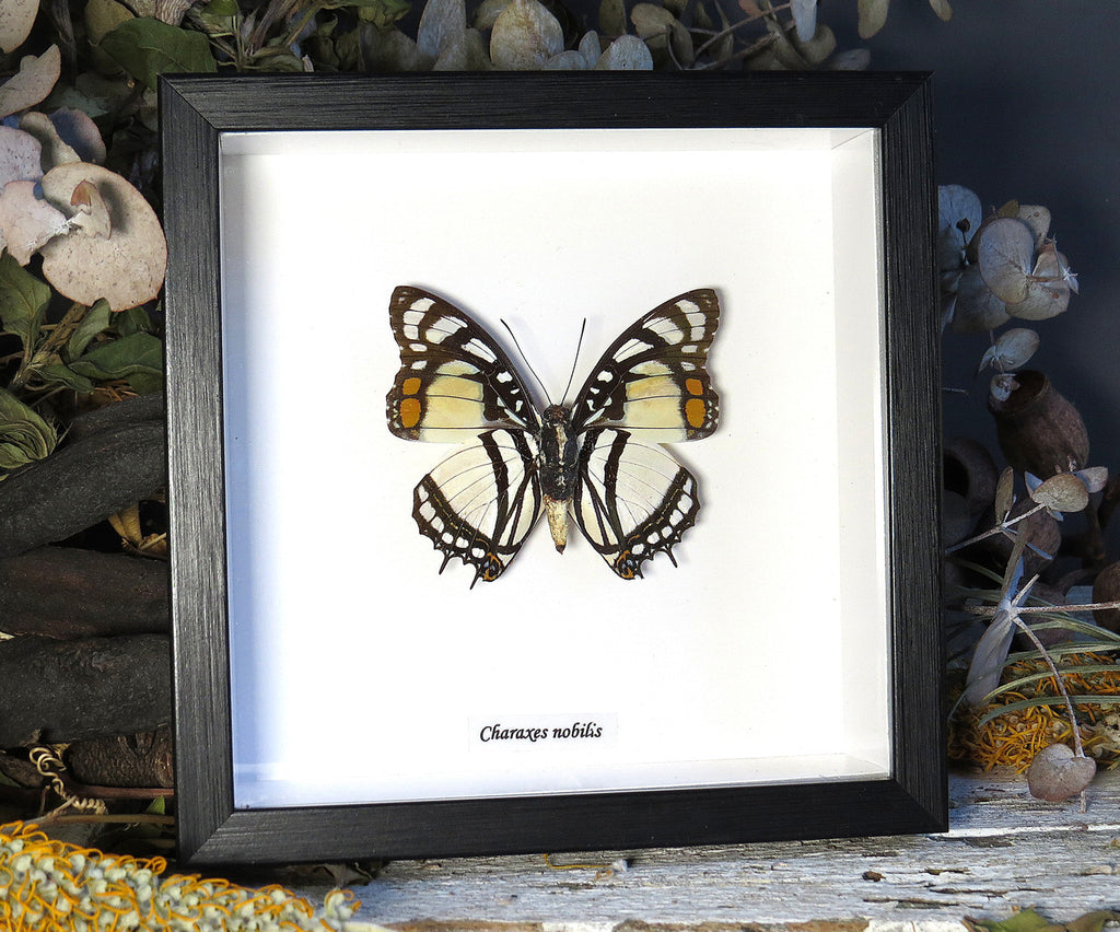 Charaxes nobilis