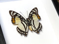 Charaxes nobilis