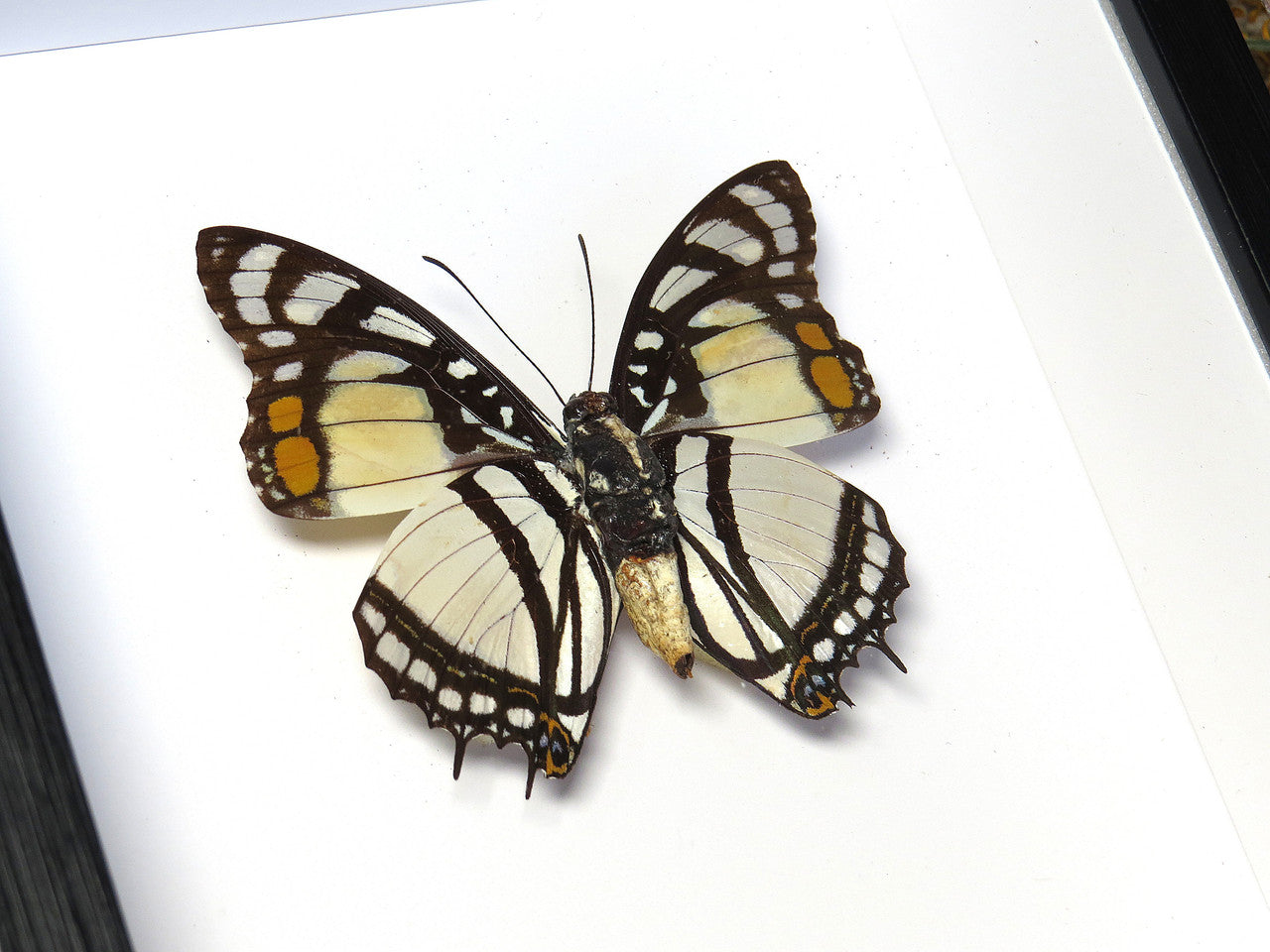 Charaxes nobilis