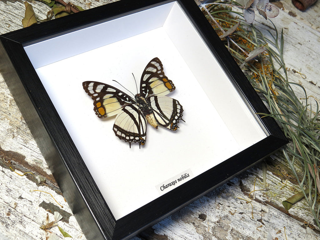 Charaxes nobilis
