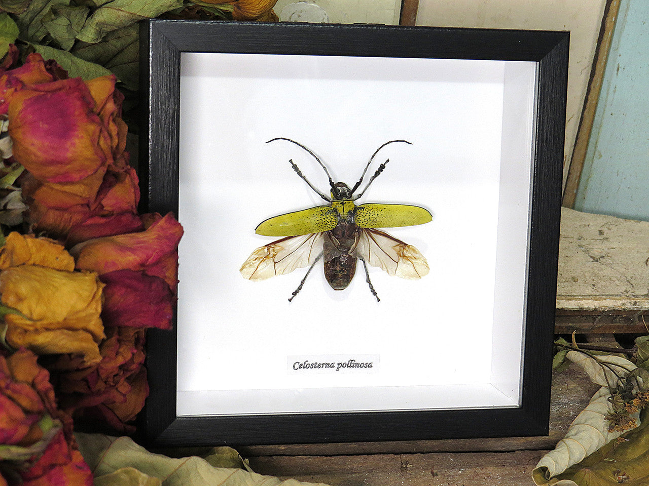 Celosterna pollinosa
