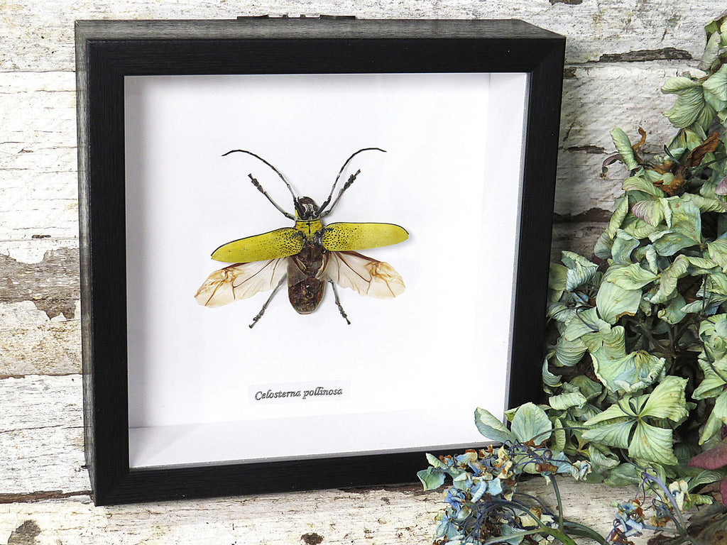 Celosterna pollinosa