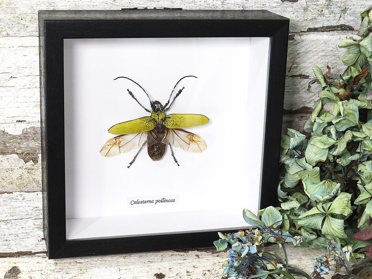 Celosterna pollinosa