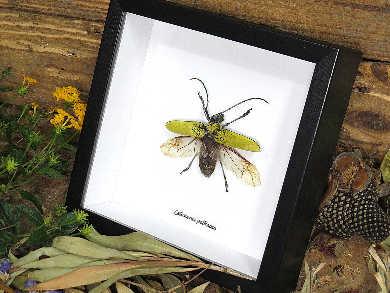 Celosterna pollinosa
