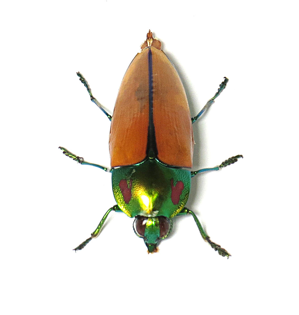 Calodema regalis