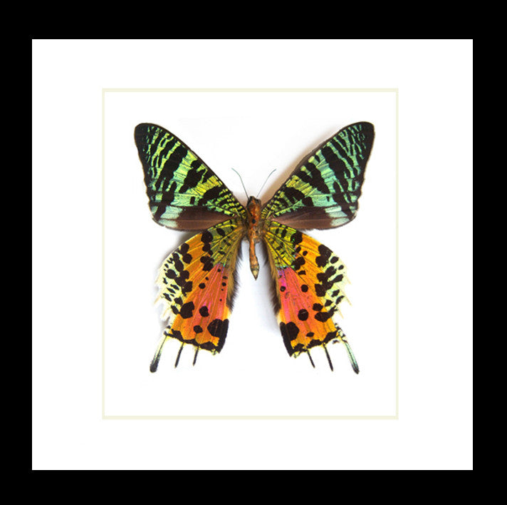 Framed butterflies and moths Chrysiridia ripheus  Bits & Bugs 