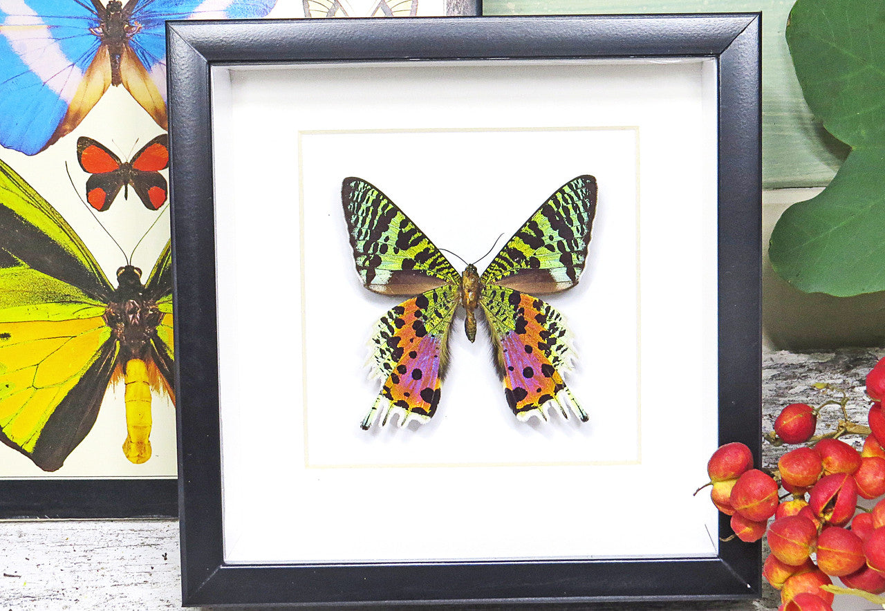 Framed butterflies and moths Chrysiridia ripheus  Bits & Bugs 