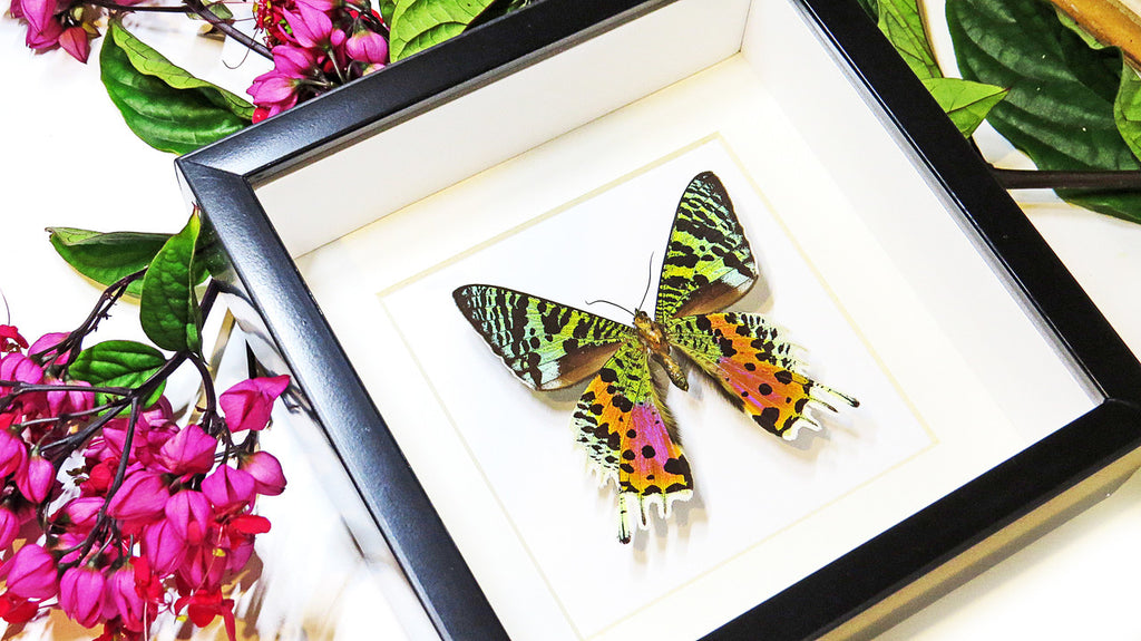 Framed butterflies and moths Chrysiridia ripheus  Bits & Bugs 