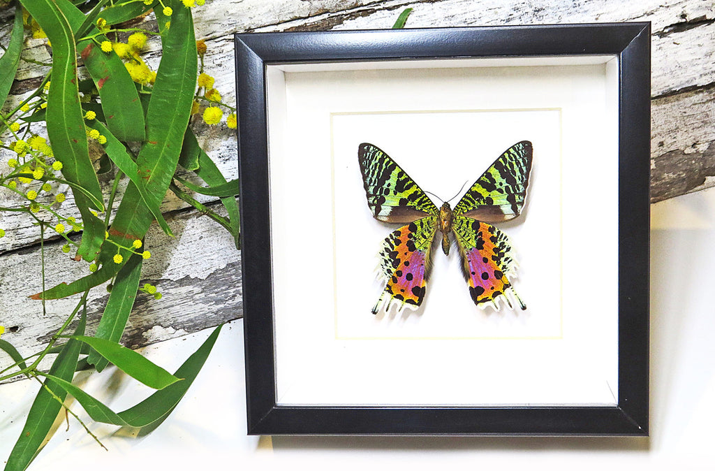 Framed butterflies and moths Chrysiridia ripheus  Bits & Bugs 