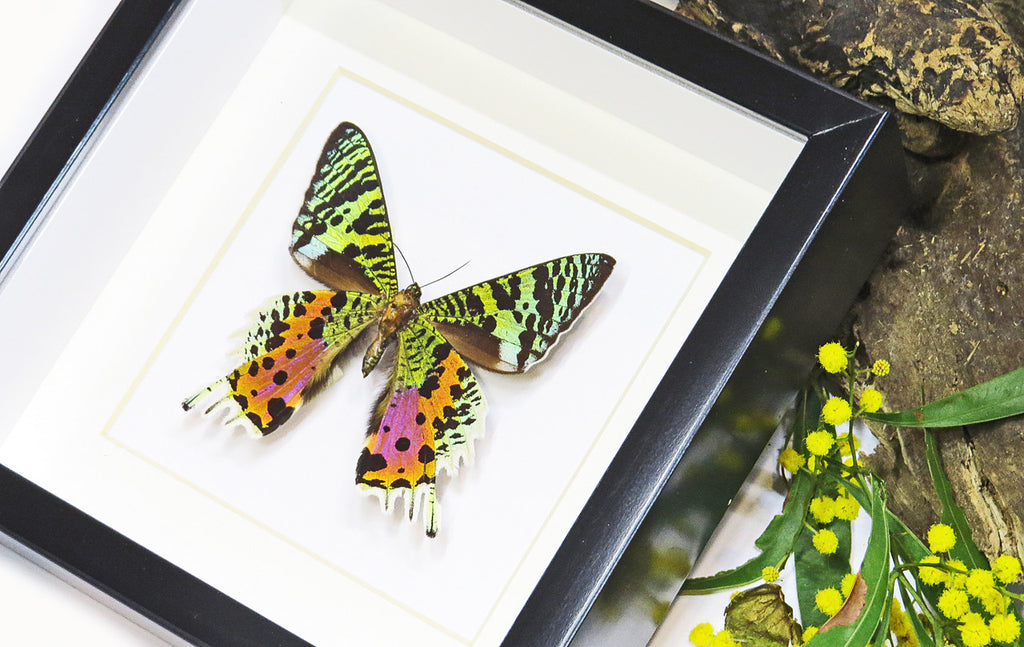 Framed butterflies and moths Chrysiridia ripheus  Bits & Bugs 