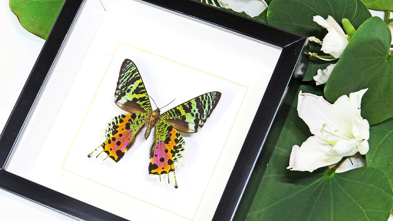 Framed butterflies and moths Chrysiridia ripheus  Bits & Bugs 