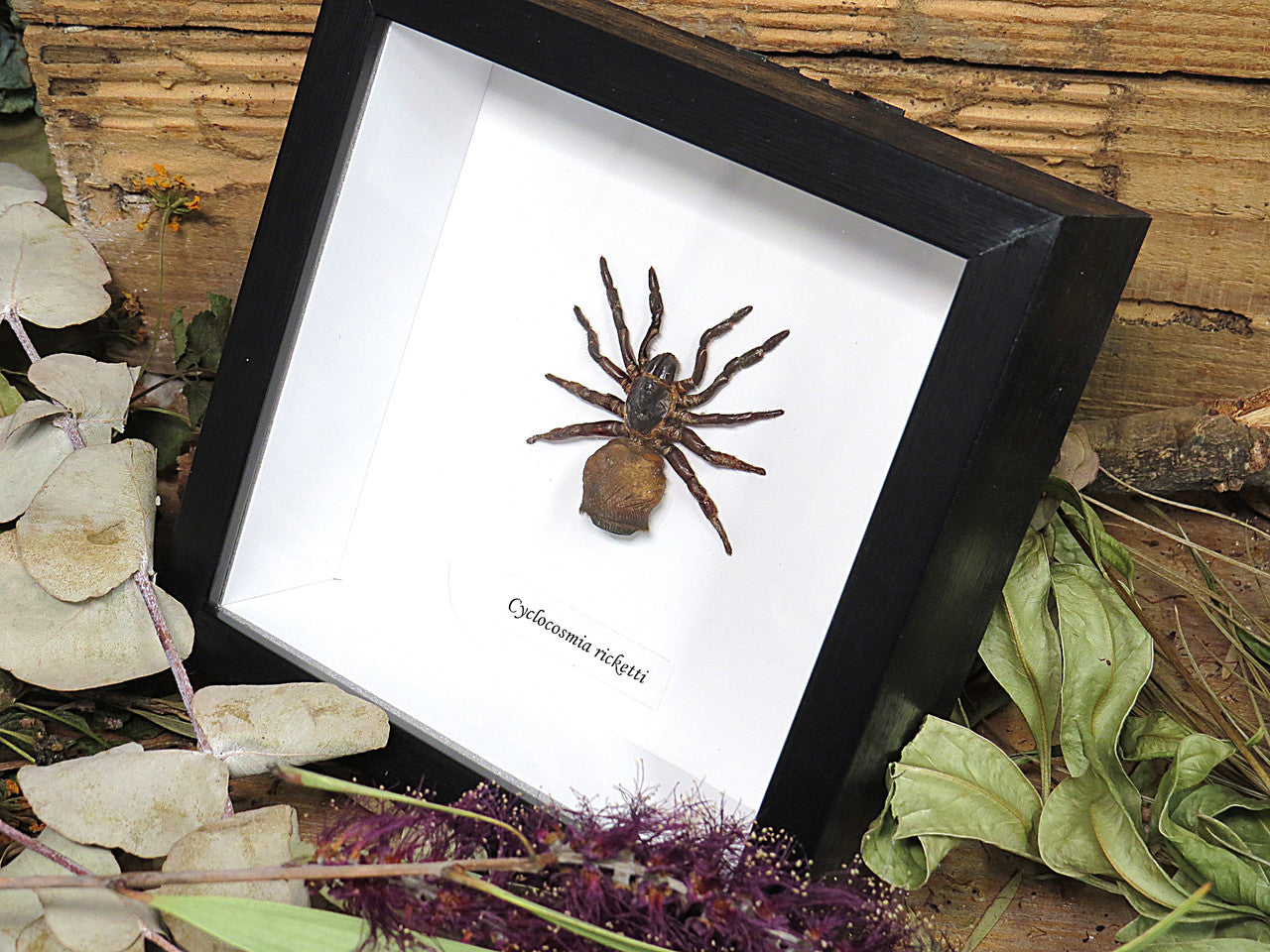 Cyclocosmia ricketti Hourglass Trapdoor Spider