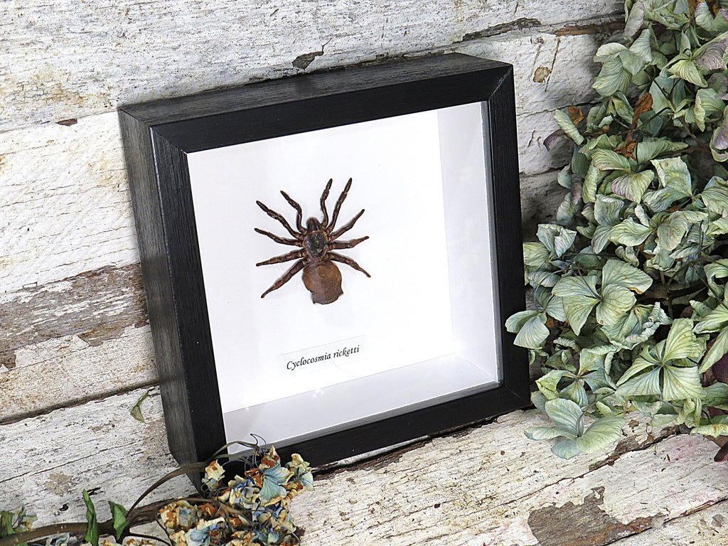 Cyclocosmia ricketti Hourglass Trapdoor Spider