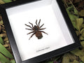 Cyclocosmia ricketti Hourglass Trapdoor Spider