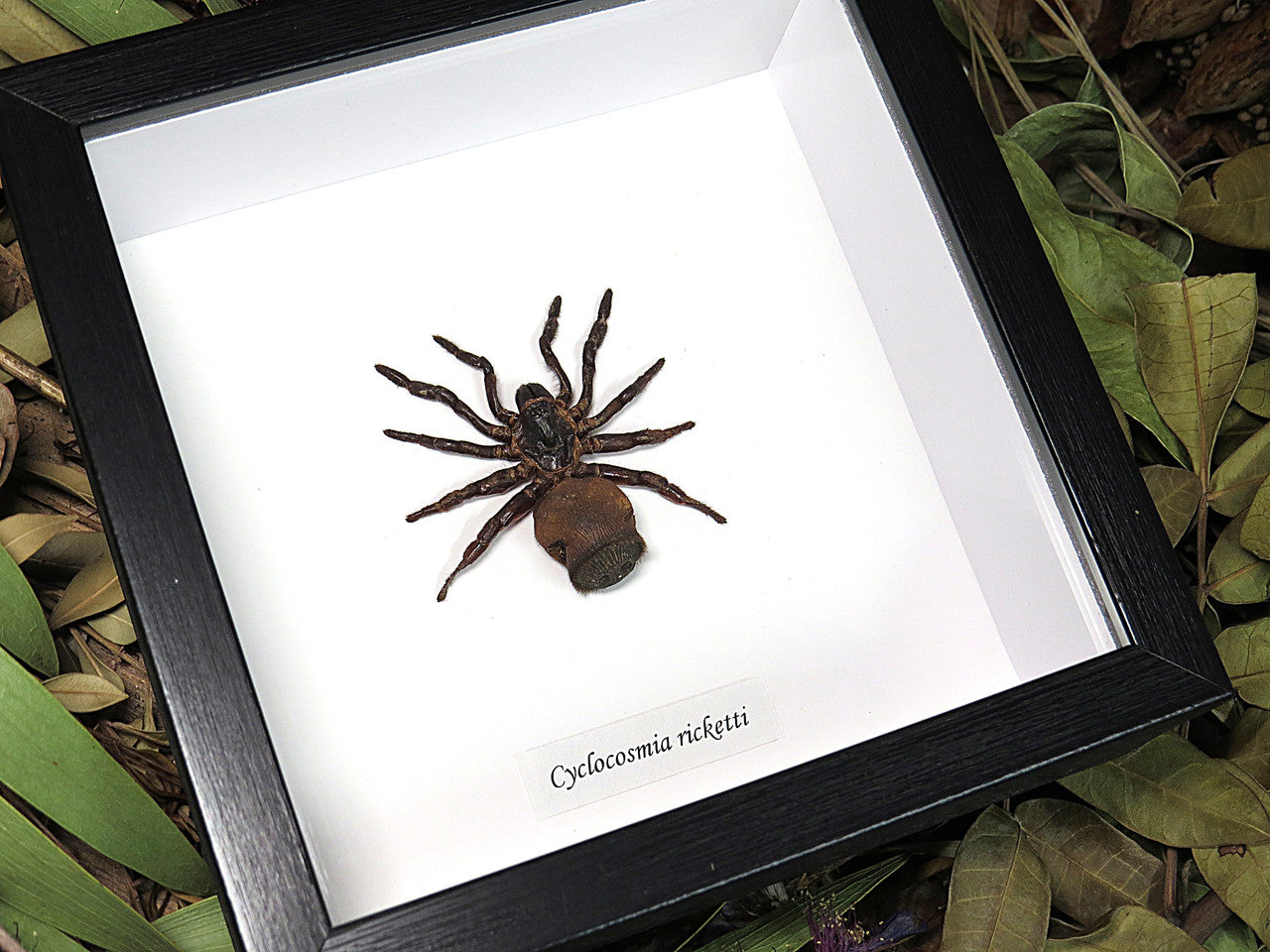 Cyclocosmia ricketti Hourglass Trapdoor Spider