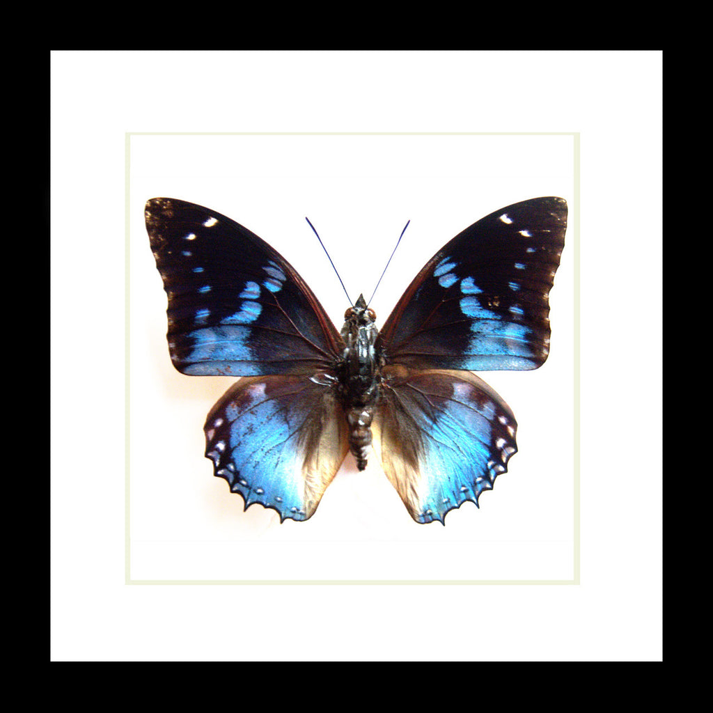 butterflies for sale Australia Charaxes smaragdalis matt Bits&Bugs 