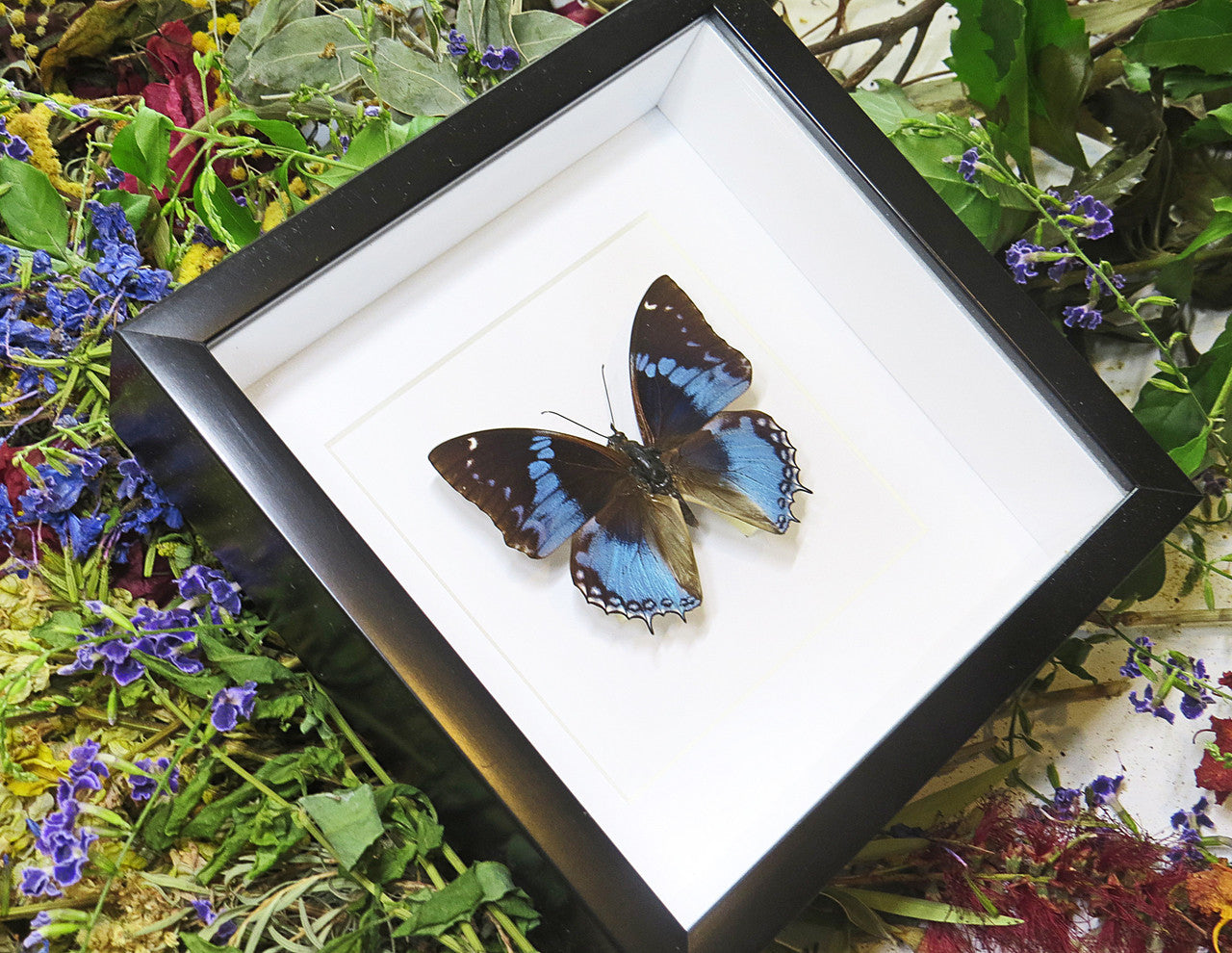 butterflies for sale Australia Charaxes smaragdalis matt Bits&Bugs 