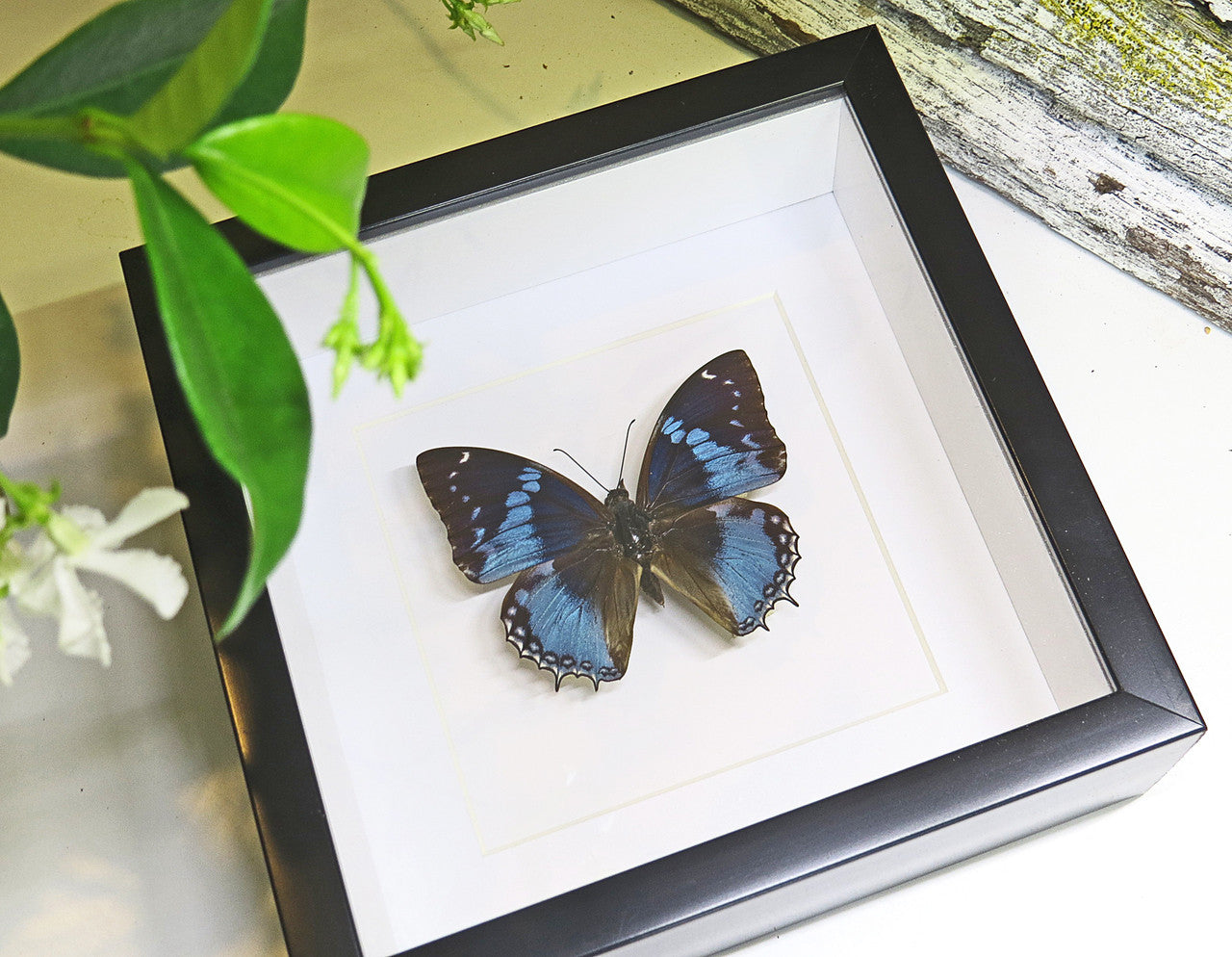 butterflies for sale Australia Charaxes smaragdalis matt Bits&Bugs 