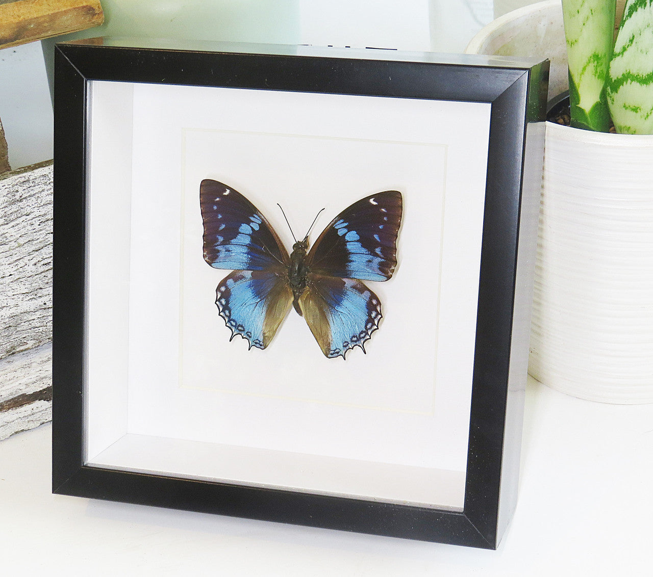 butterflies for sale Australia Charaxes smaragdalis matt Bits&Bugs 