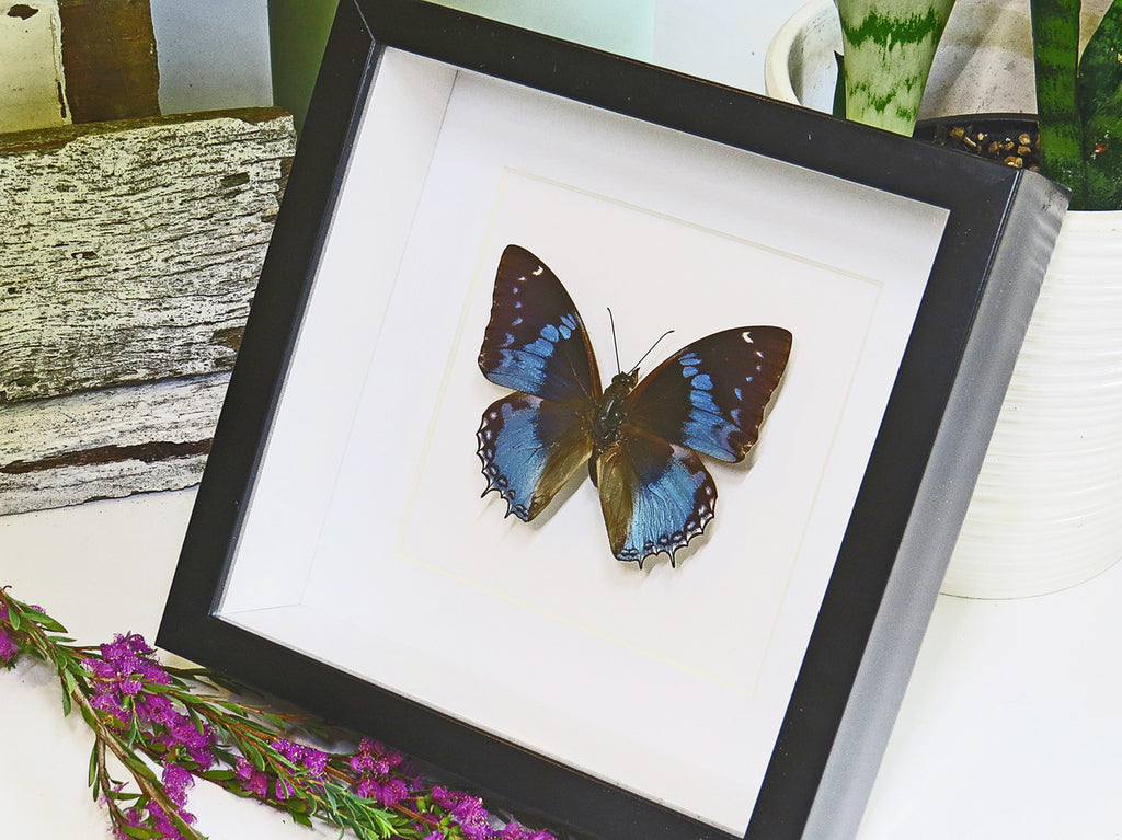 butterflies for sale Australia Charaxes smaragdalis matt Bits&Bugs 