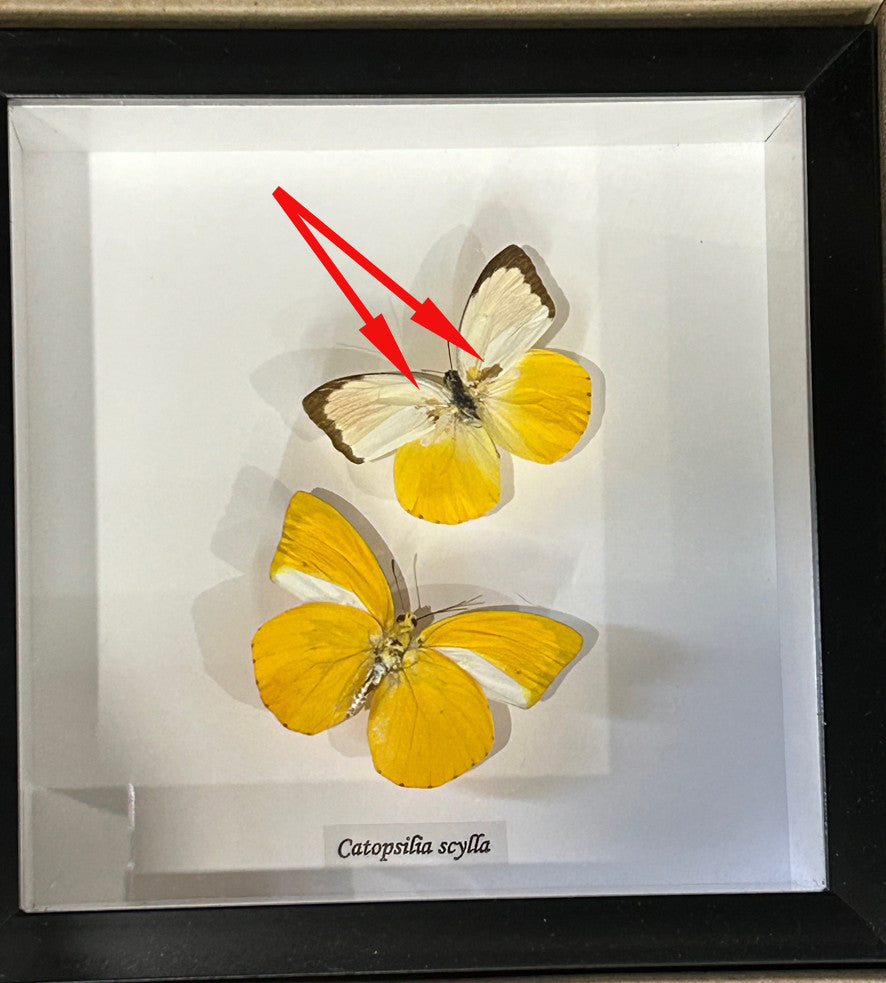 Catopsilia scylla dorsal / ventral label front ( special )