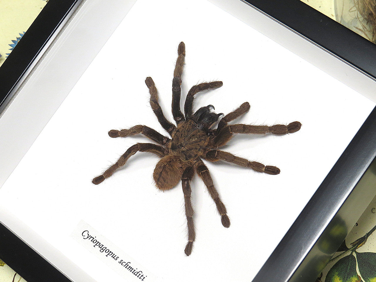 Cyriopagopus schmiditi
