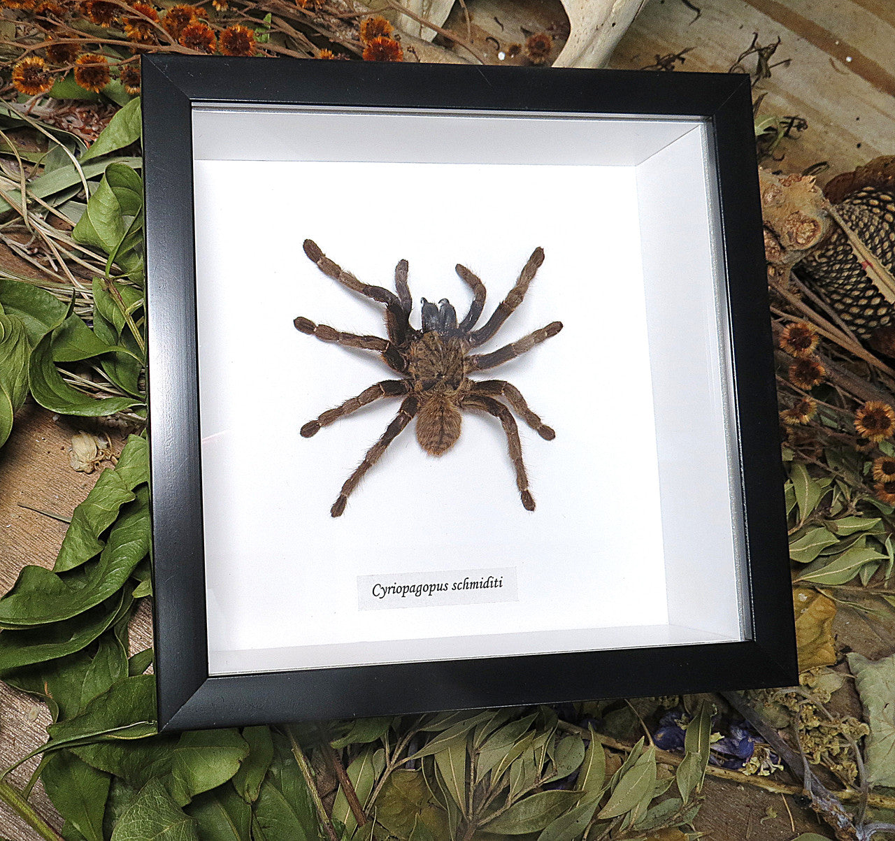 Cyriopagopus schmiditi