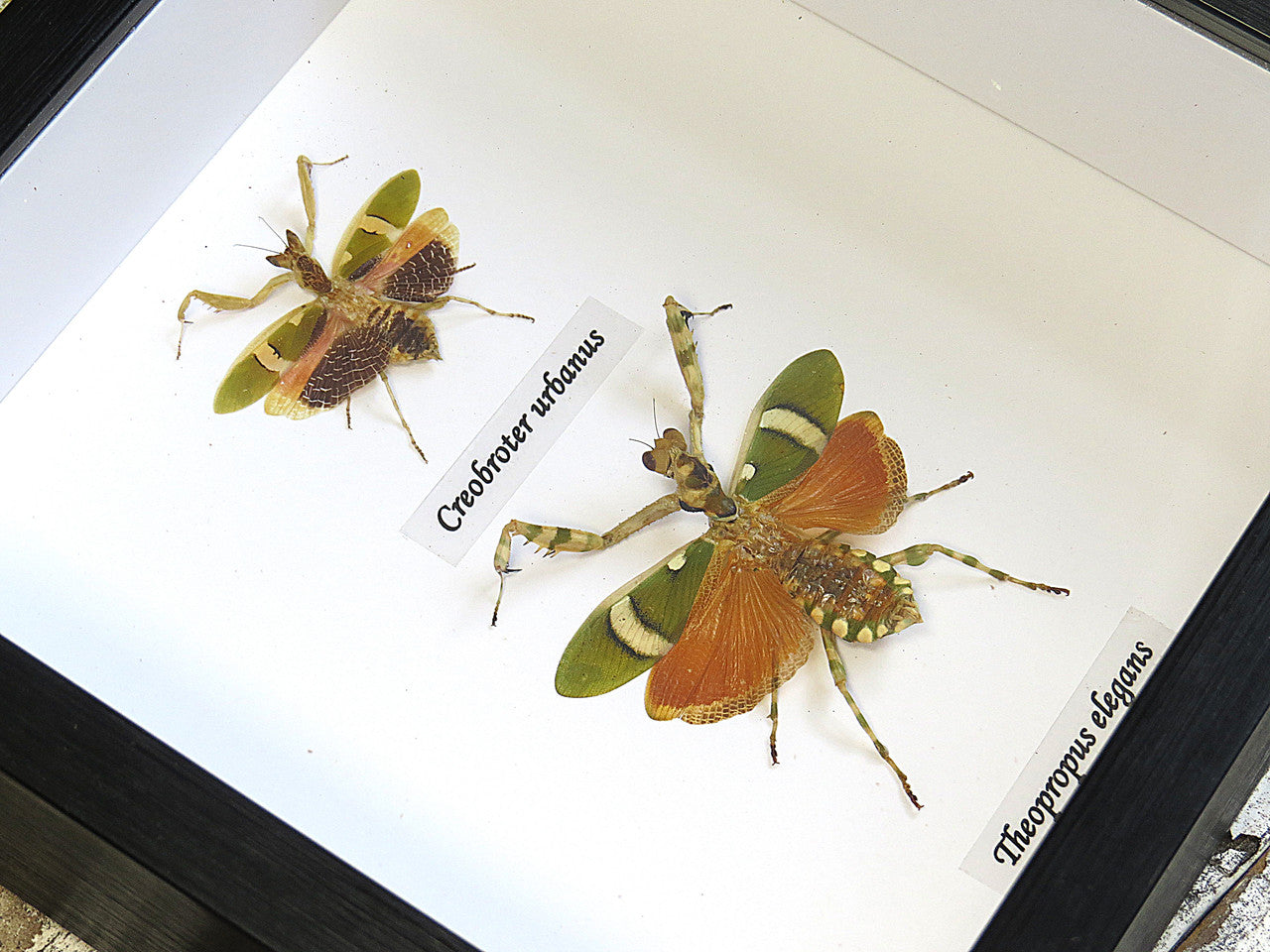 Theopropus elegans + Creobroter urbanus