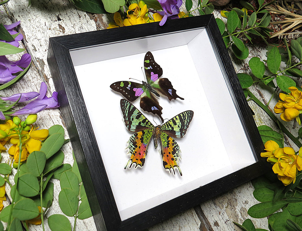 Chrysiridia ripheus Graphium weiskei sweep