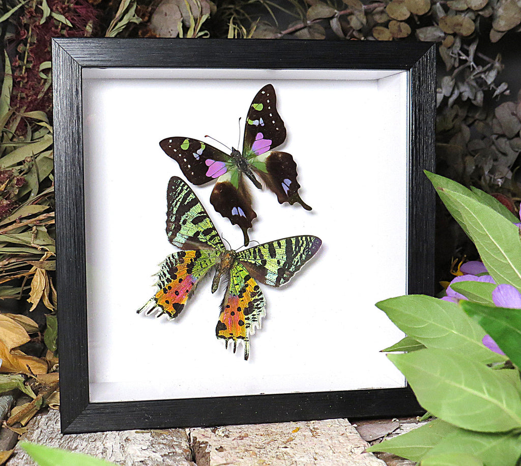 Chrysiridia ripheus Graphium weiskei sweep