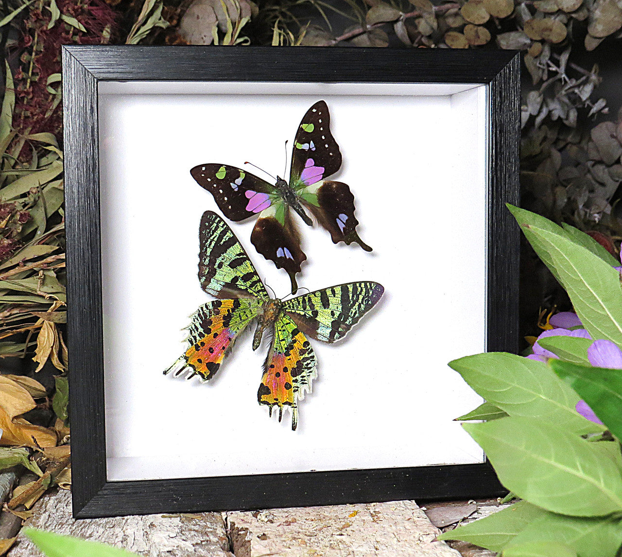 Chrysiridia ripheus Graphium weiskei sweep