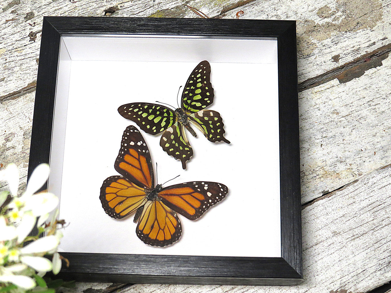 Danaus plexippus, Graphium agamemnon