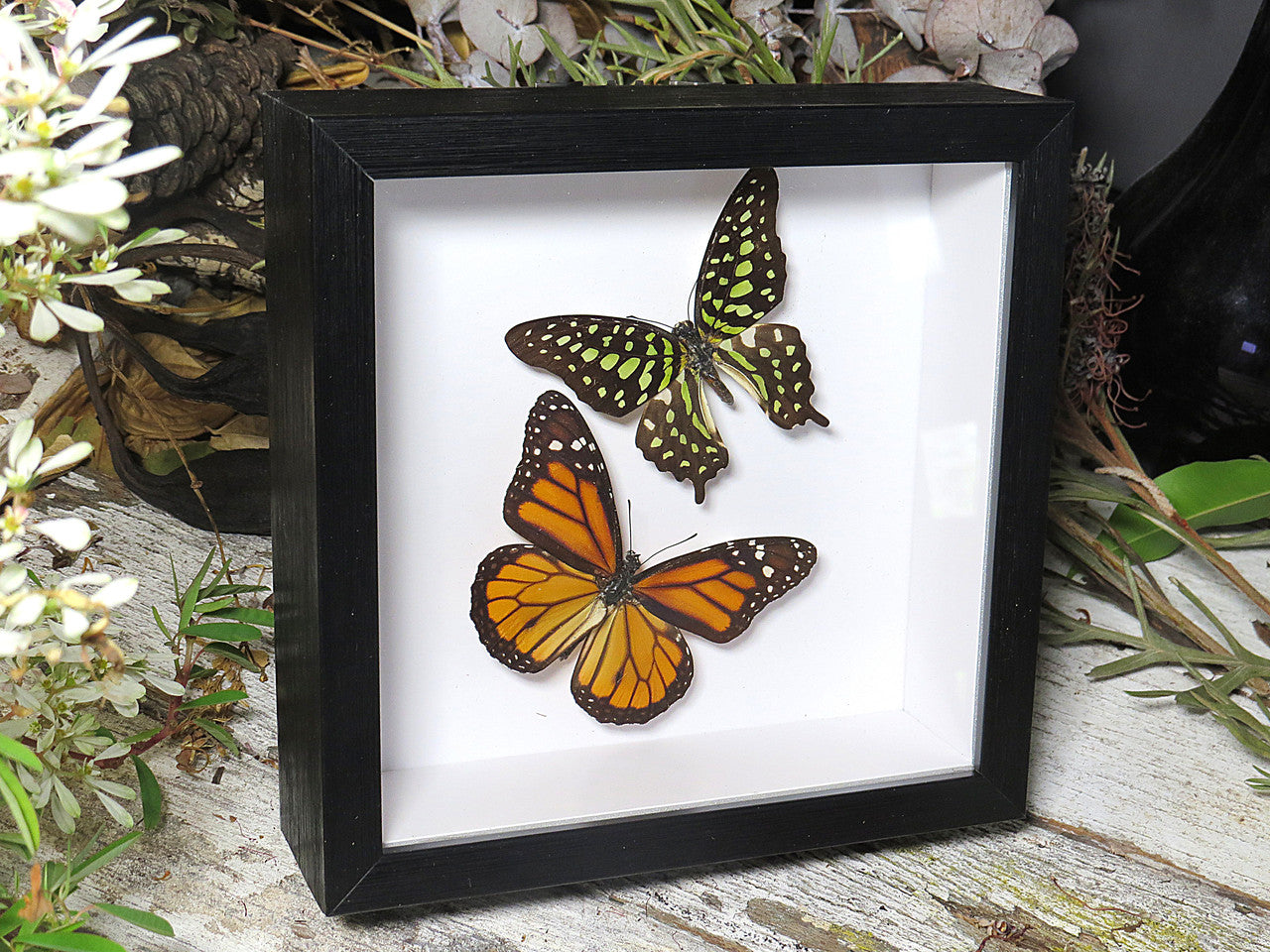 Danaus plexippus, Graphium agamemnon