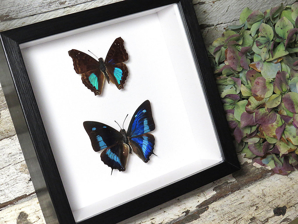 Doxocopa cherubina + Anaea cyanea