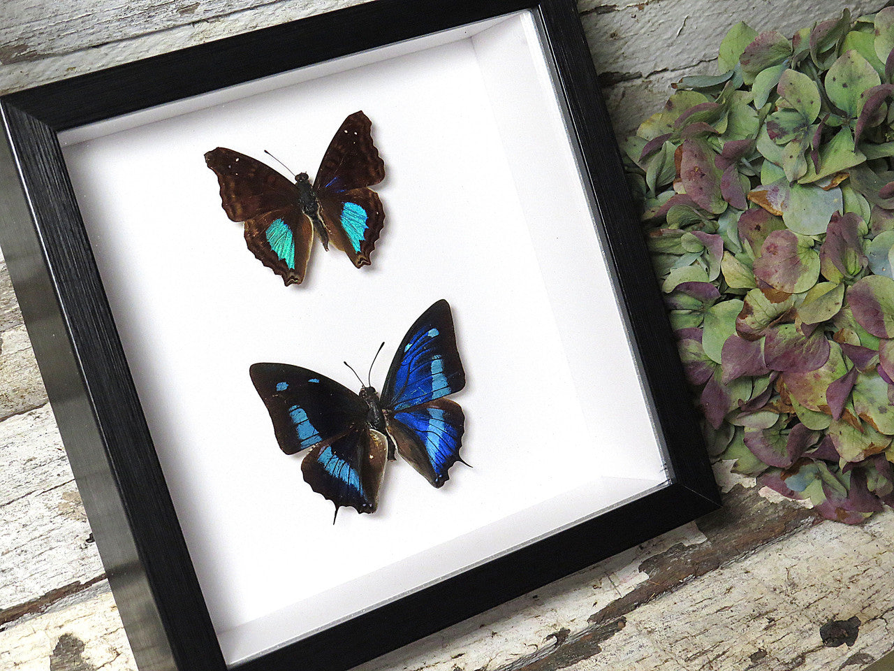 Doxocopa cherubina + Anaea cyanea