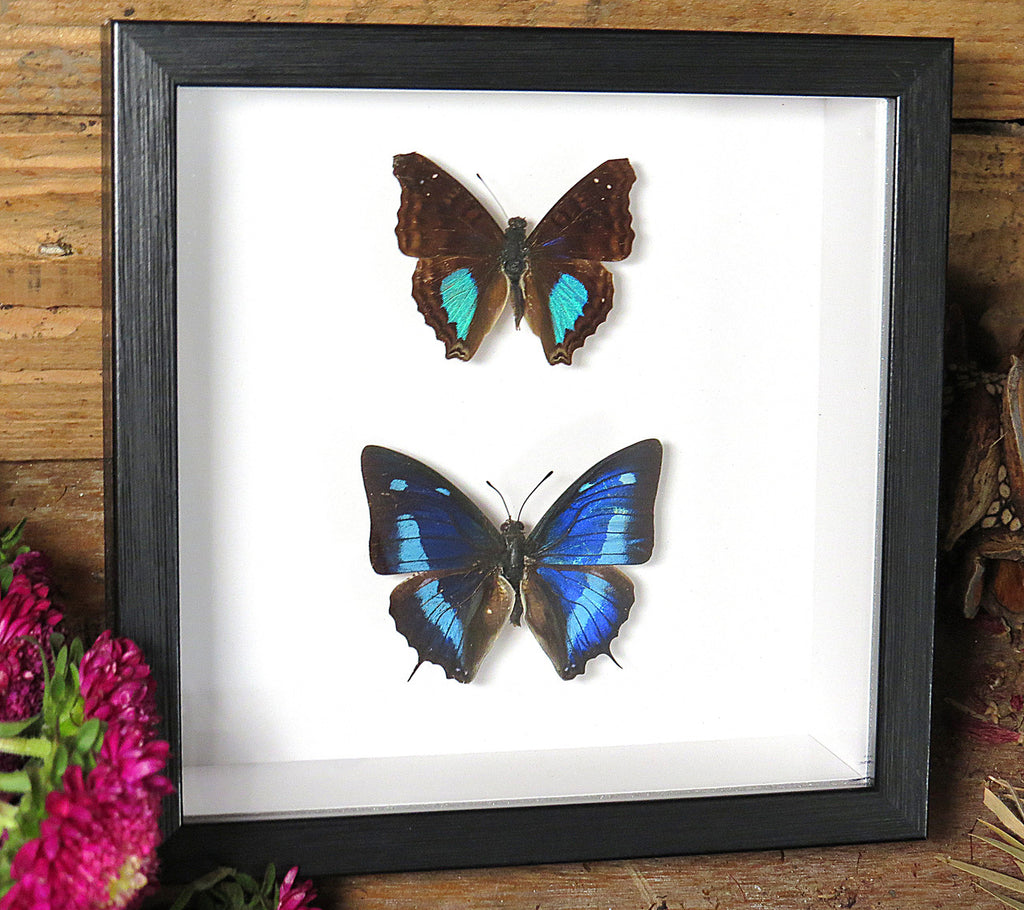 Doxocopa cherubina + Anaea cyanea