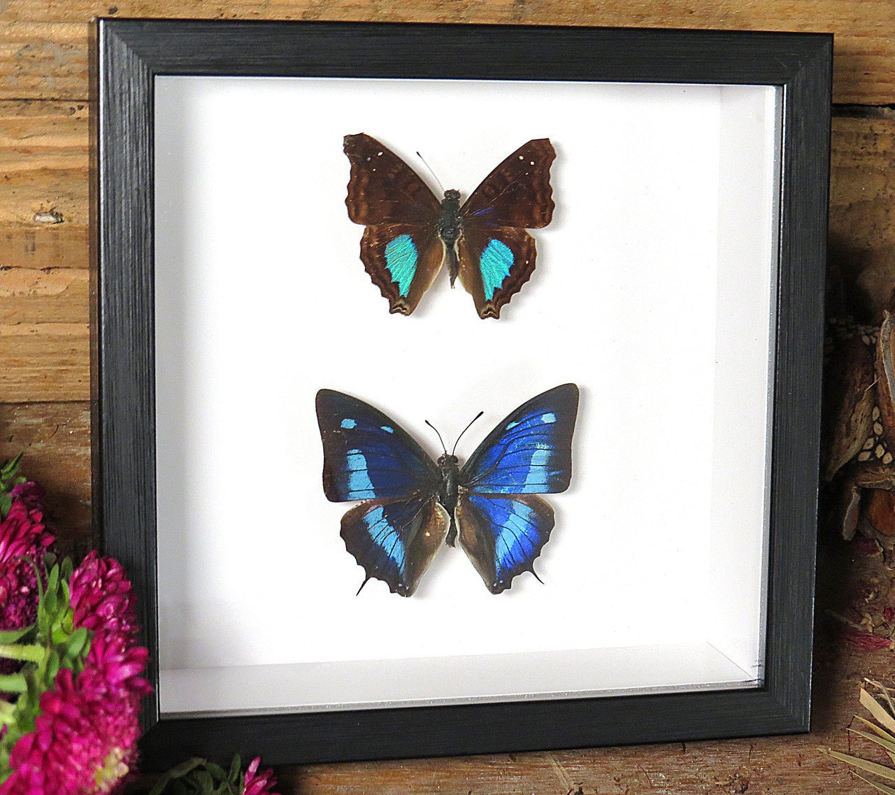 Doxocopa cherubina + Anaea cyanea
