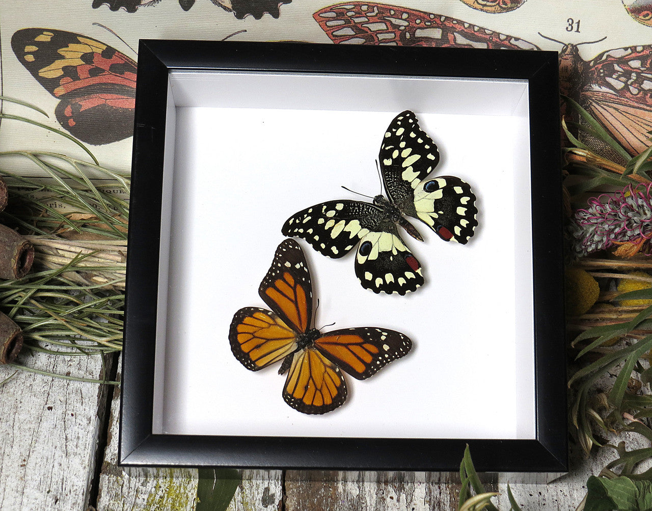 Danaus plexippus  +  papilio demoleus 
