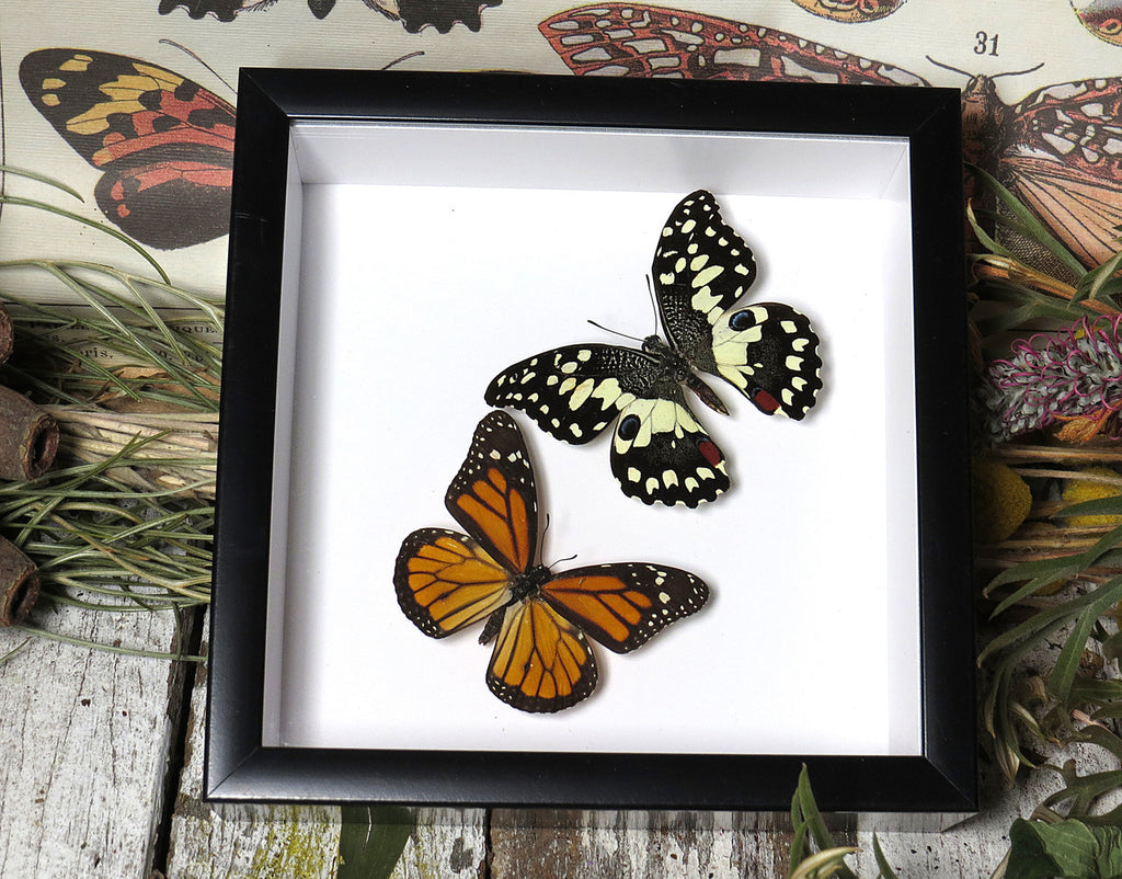 Danaus plexippus  +  papilio demoleus 