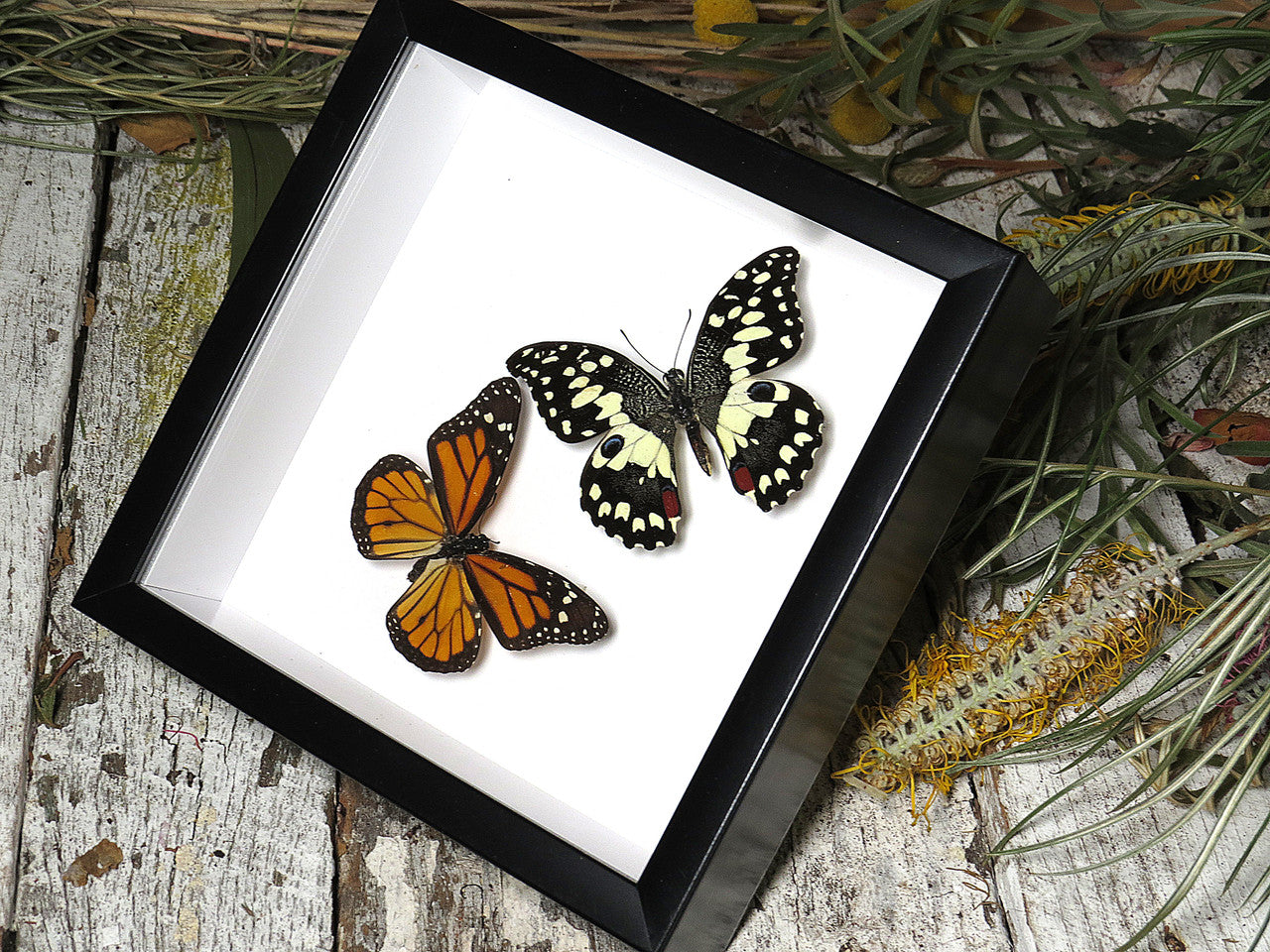 Danaus plexippus  +  papilio demoleus 