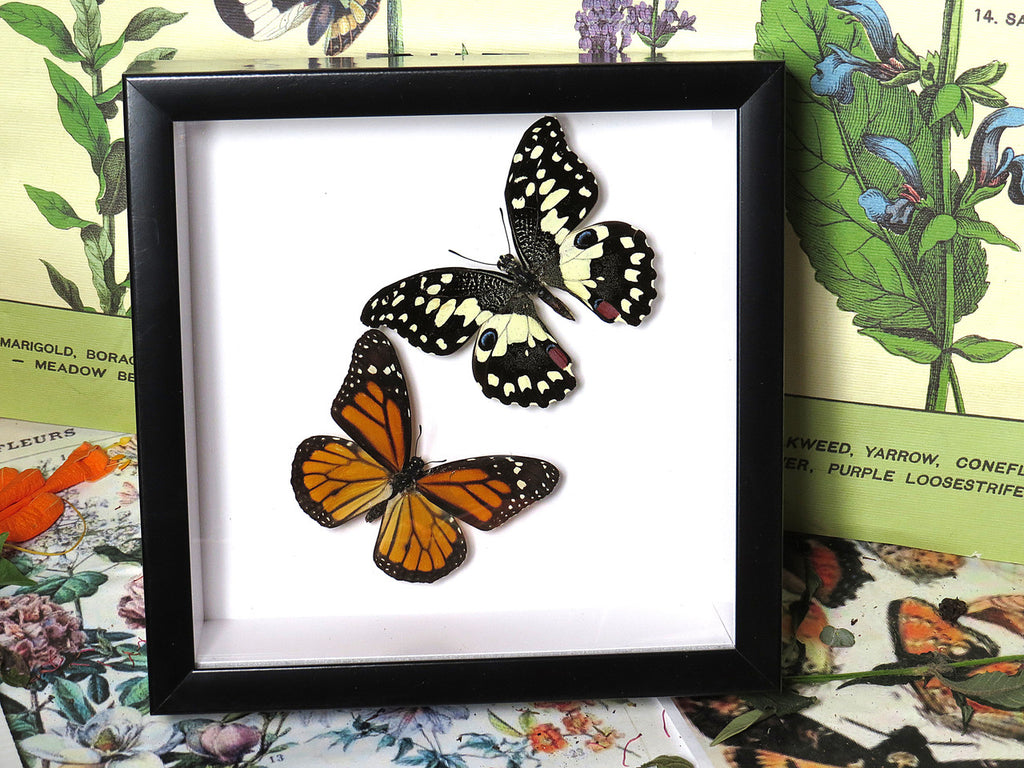 Danaus plexippus  +  papilio demoleus 