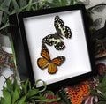 Danaus plexippus  +  papilio demoleus 