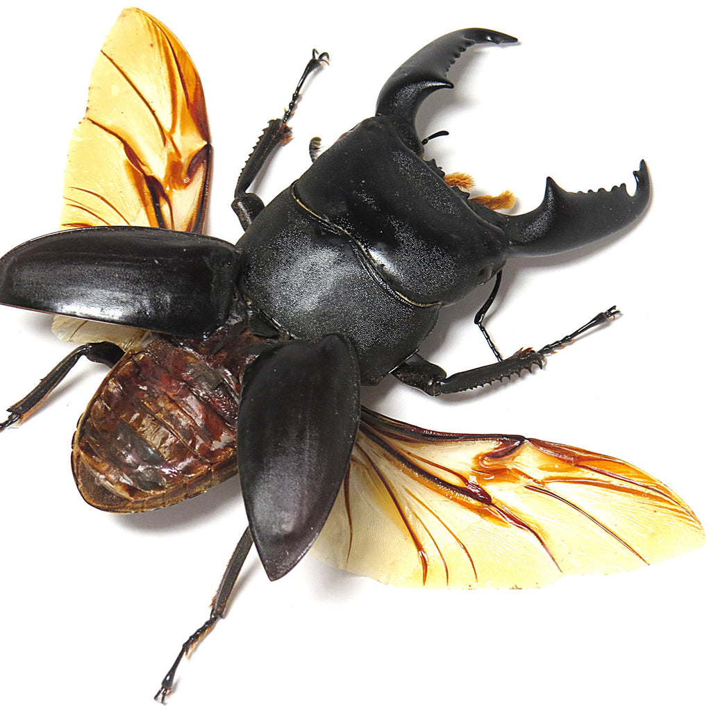 Dorcus titanus