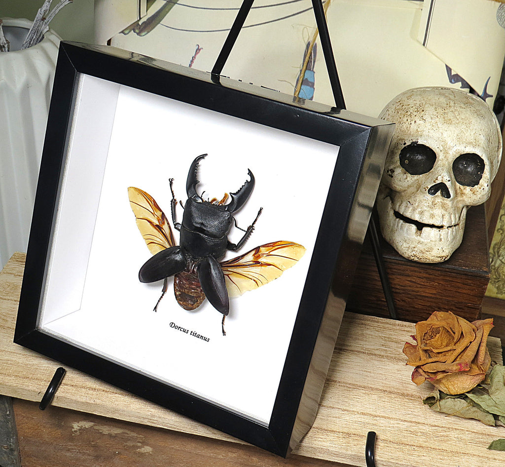 Dorcus titanus