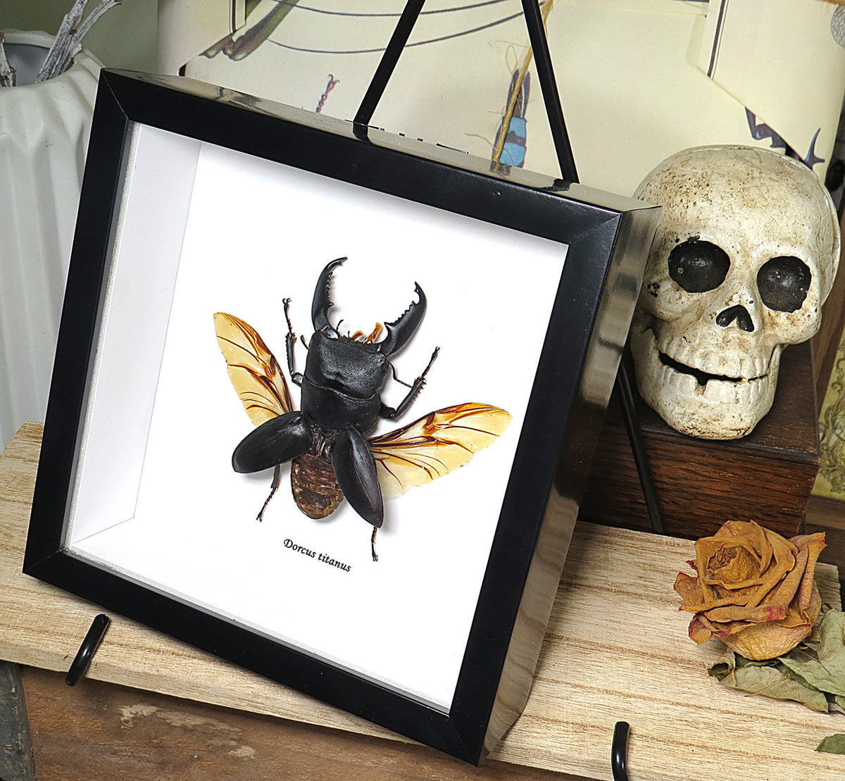 Dorcus titanus
