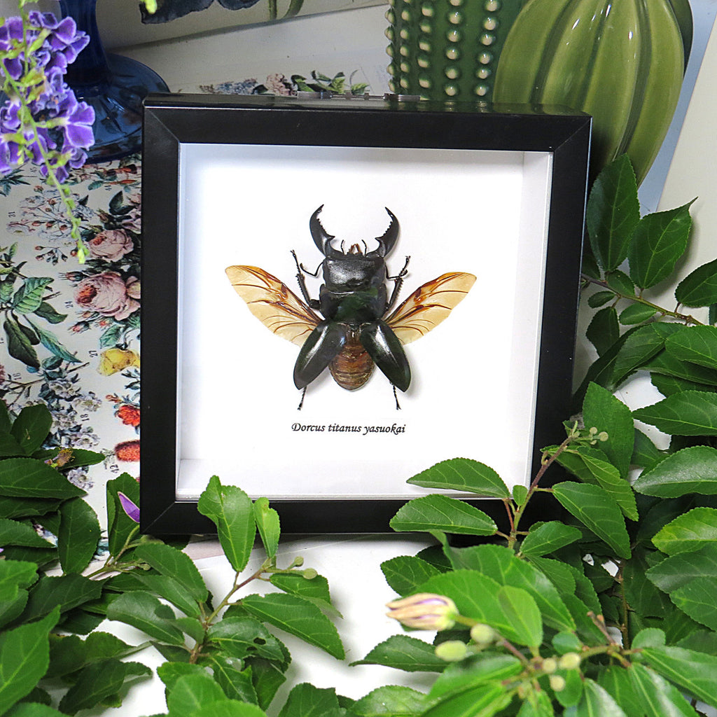 Dorcus titanus