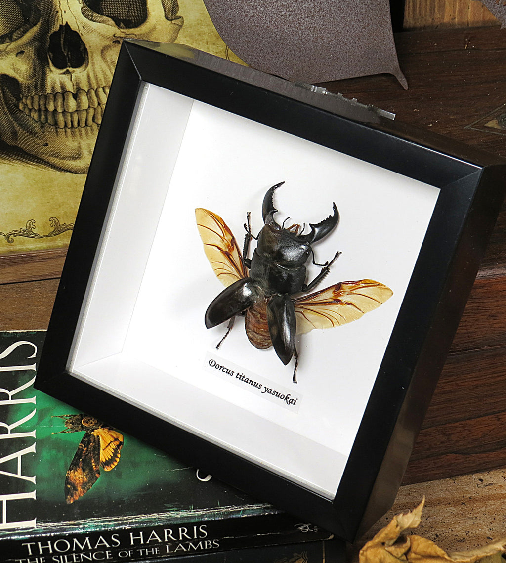 Dorcus titanus