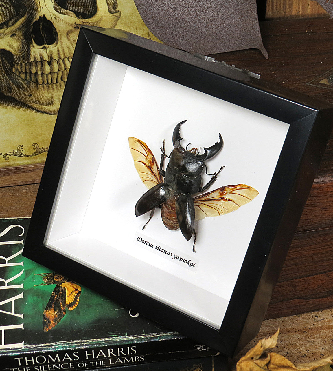 Dorcus titanus