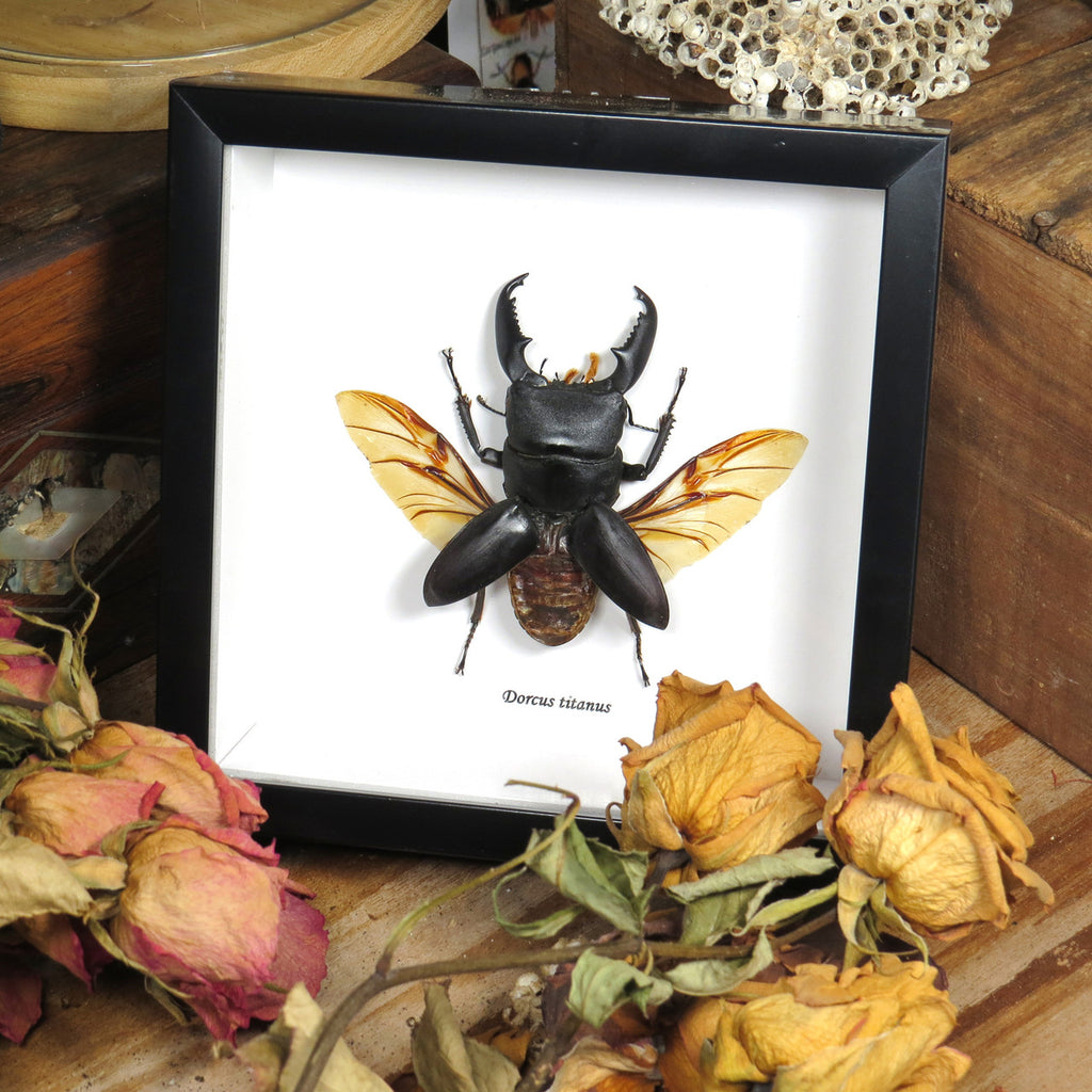 Dorcus titanus